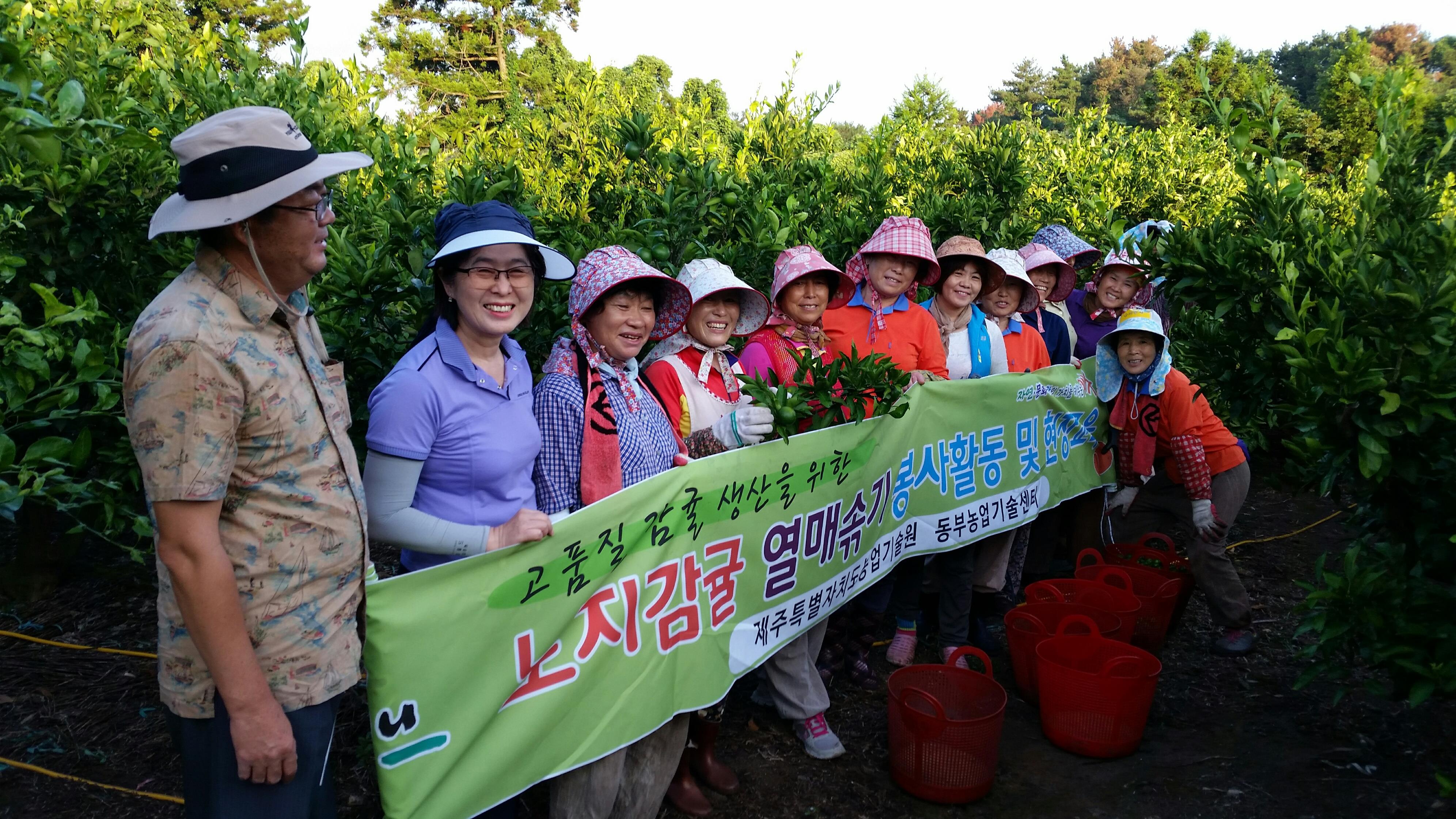 여성농업인 교육-열매솎기와 풋귤청